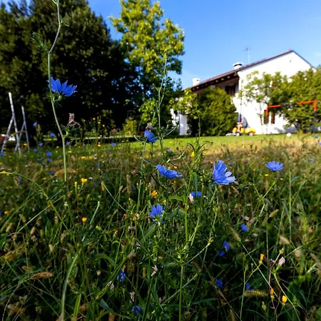 Fiori Di Campo *