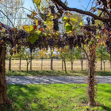 Fiori Di Campo - Treviso